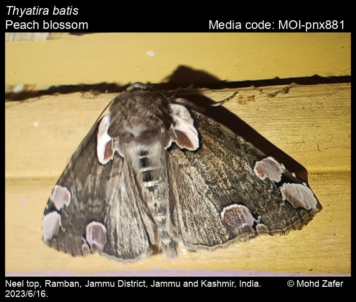 Thyatira Batis Linnaeus Peach Blossom Moths